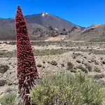 Picachos, Poris De Abona شقة