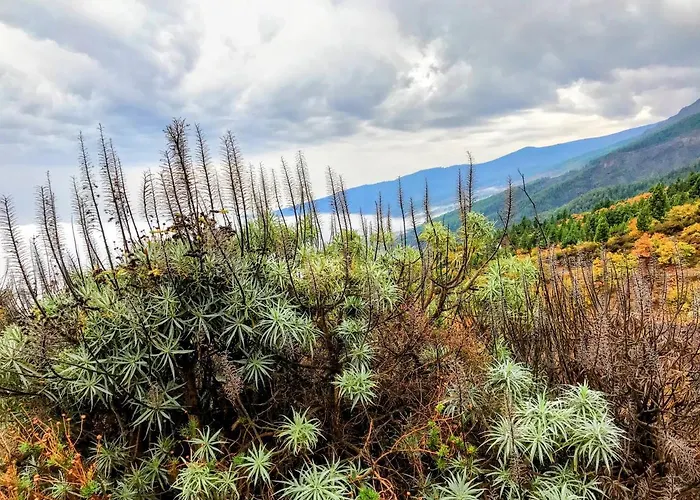 Picachos, Poris De Abona 公寓 *