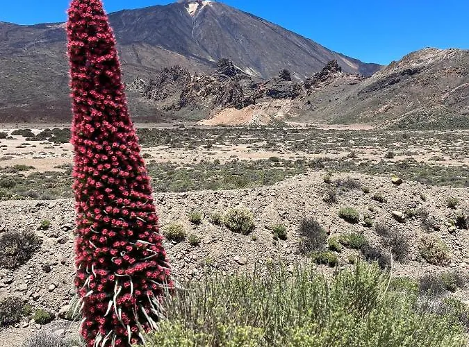 Picachos, Poris De Abona 公寓